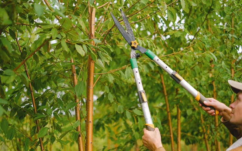 Tree trimming in Norton, WV